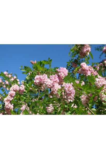 Акація рожева - рясне цвітіння